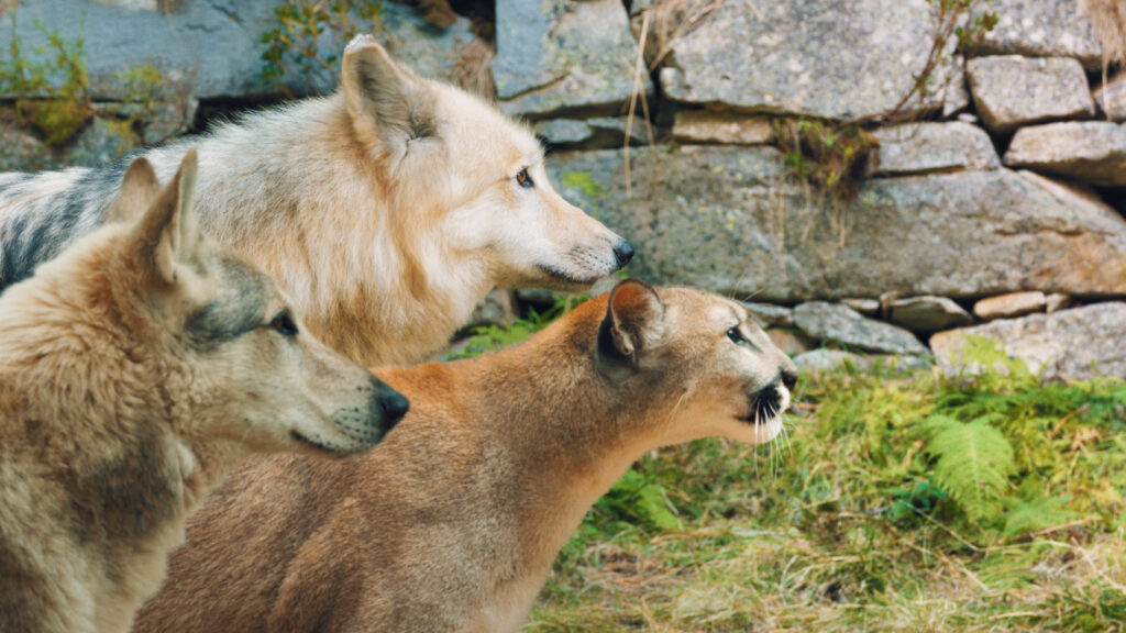 Хранителі лісу 2