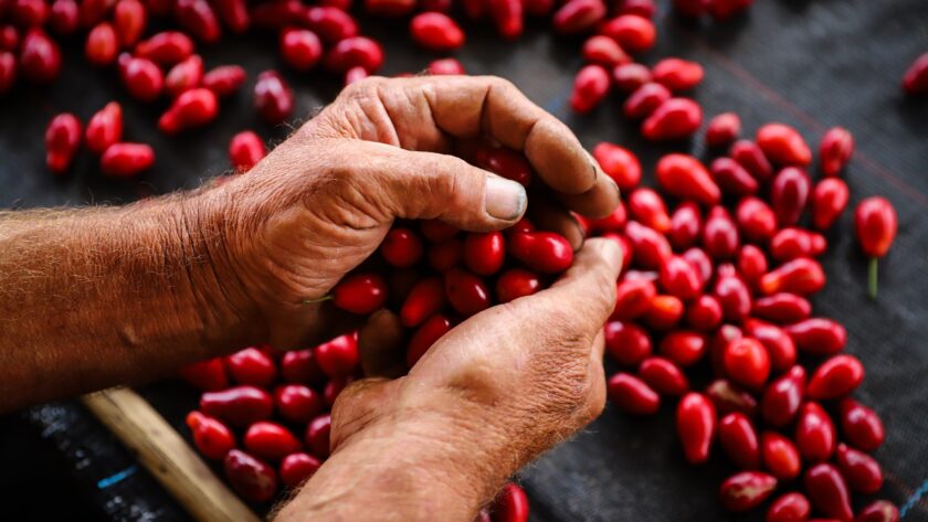 «Ми стоїмо серед попелу. Але не на колінах»: у Запоріжжі обстріл знову зруйнував ветеранське підприємство Famberry