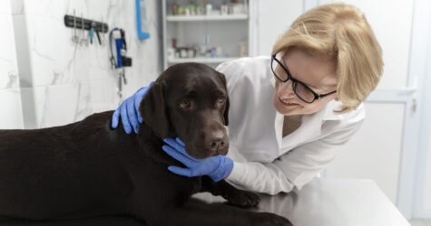 Кожен другий собака після 10 років стикається з раком: що кажуть нові наукові дані про шанси на порятунок