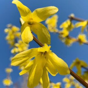 Весняне рівнодення 2026: коли в Україні настане справжня астрономічна весна