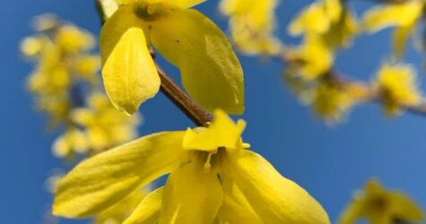 Весняне рівнодення 2026: коли в Україні настане справжня астрономічна весна