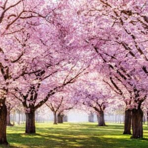 Куди поїхати відпочити навесні: топ кращих місць України