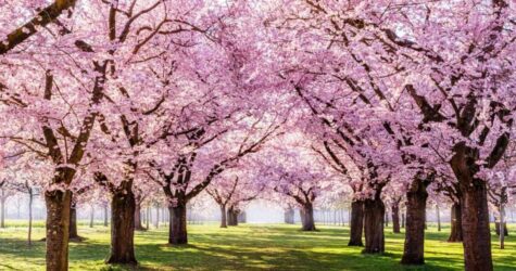 Куди поїхати відпочити навесні: топ кращих місць України