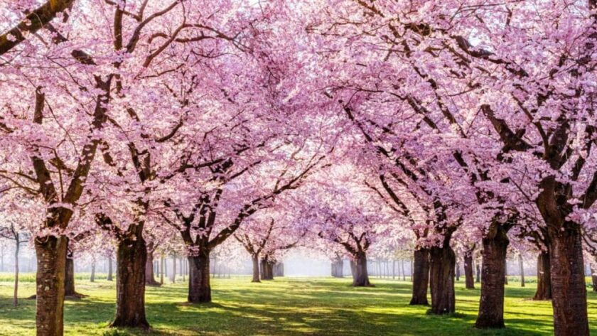 Куди поїхати відпочити навесні: топ кращих місць України