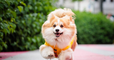 Holy Doggy Place: від психологічної підтримки до професійної кінології