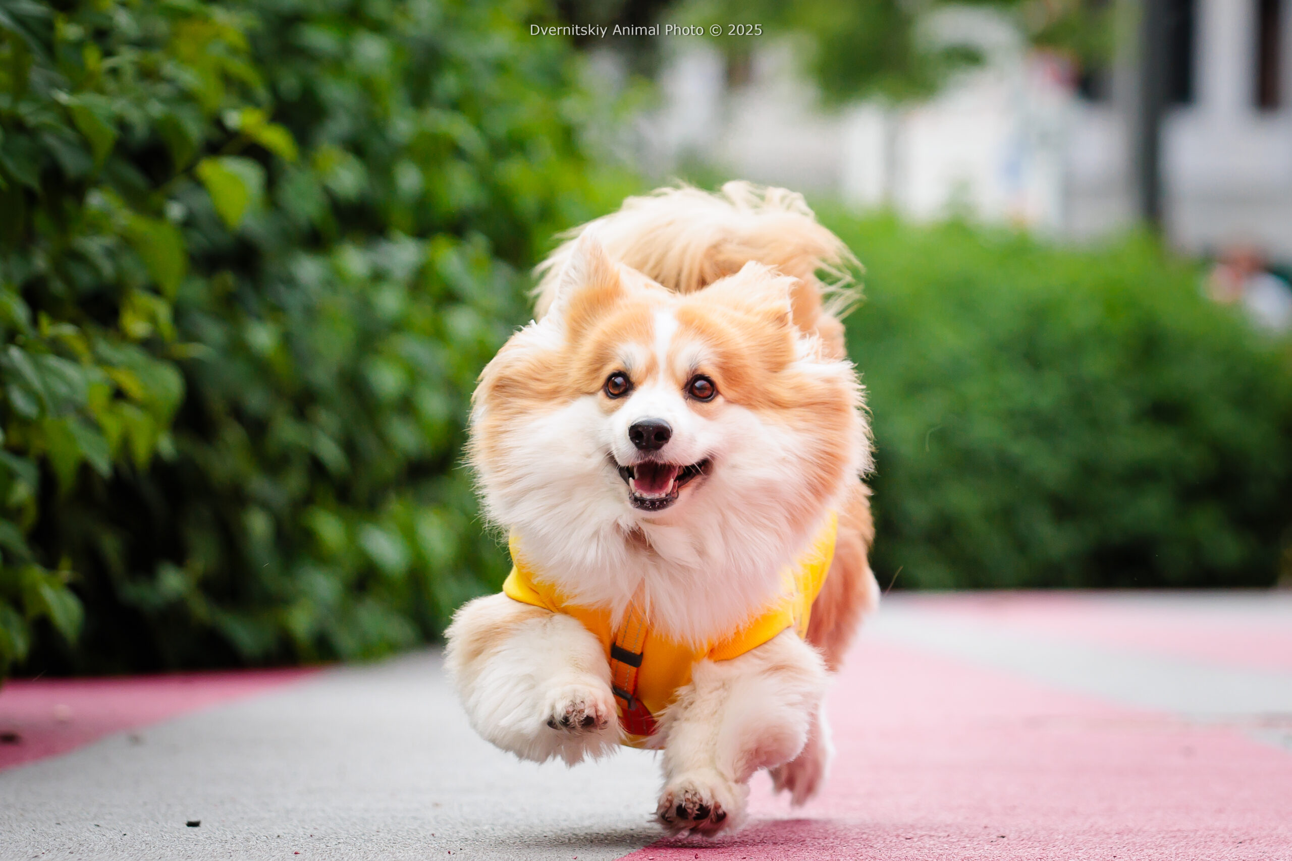 Holy Doggy Place