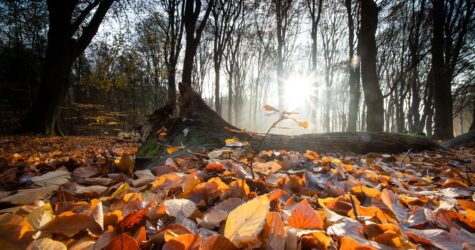 Осіннє рівнодення 2026 в Україні: дата, традиції та чому це важливо
